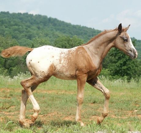Thee Indian Outlaw ABC - Appaloosa Foal